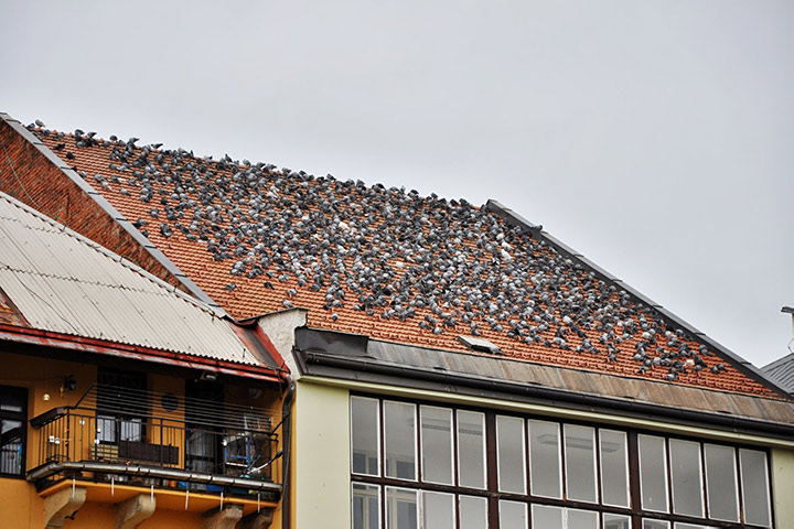 A2B Pest Control are able to install spikes to deter birds from roofs in Marylebone. 