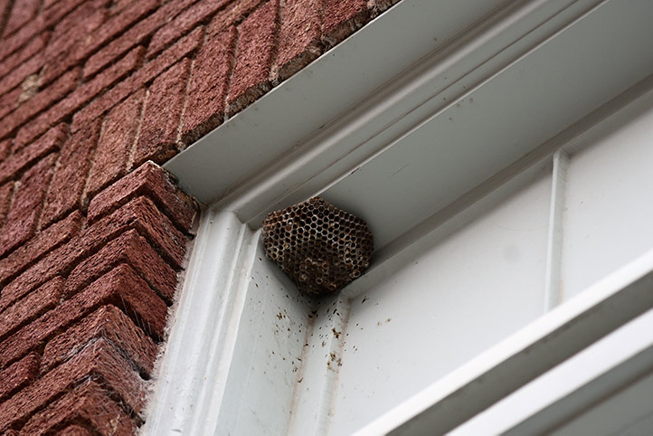 We provide a wasp nest removal service for domestic and commercial properties in Marylebone.